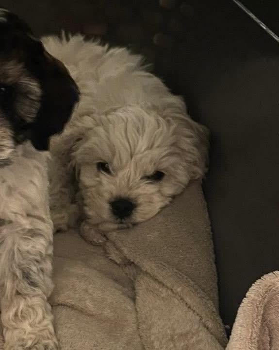 Enlarge Bowie, an adopted mixed breed in Lethbridge, AB image 2/2