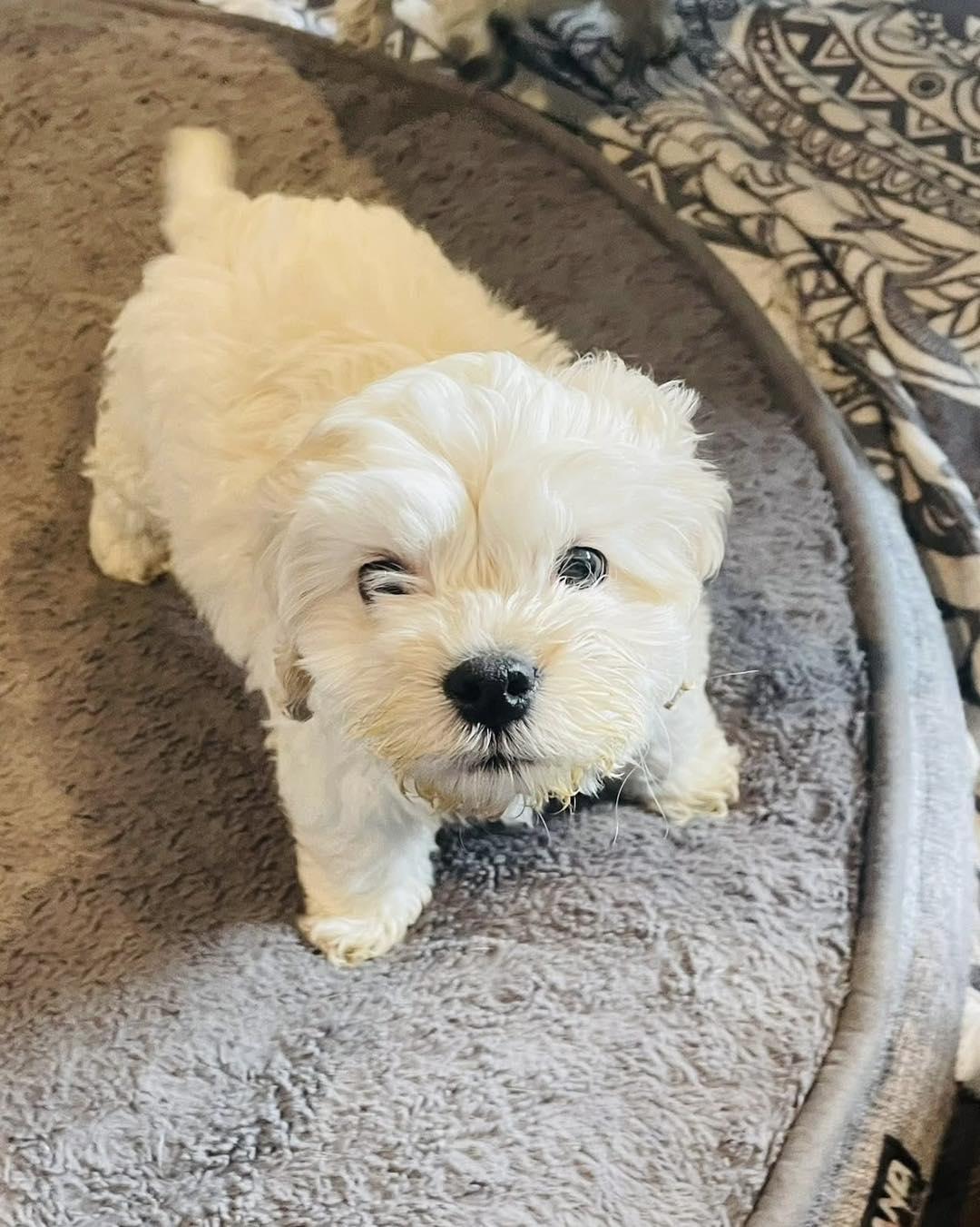 Bowie, adopted, Puppy Male Cockapoo.
