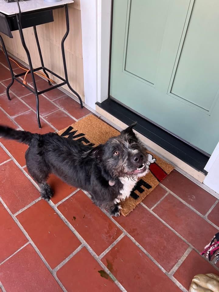 Rocky, ADOPTABLE, Young Male Terrier.