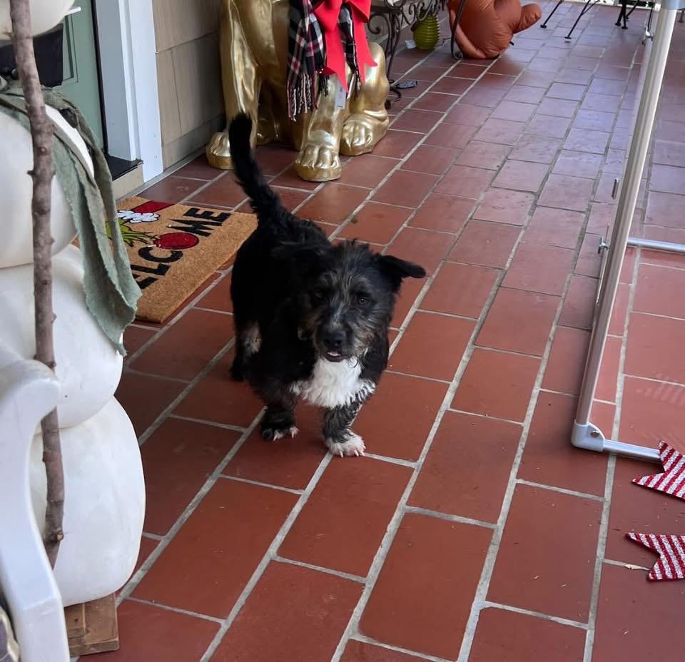 Enlarge Rocky, a ADOPTABLE mixed breed in Knoxville, TN image 2/6