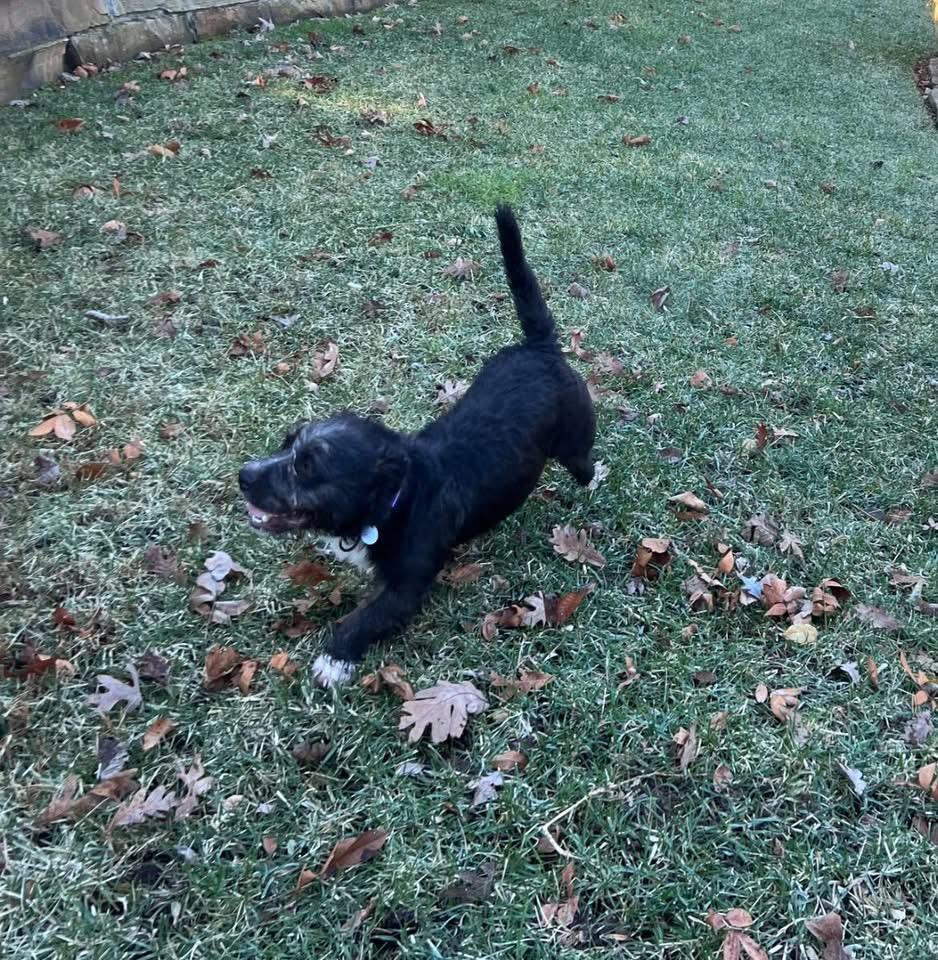 Enlarge Rocky, a ADOPTABLE mixed breed in Knoxville, TN image 3/6