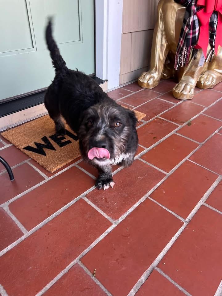 Enlarge Rocky, a ADOPTABLE mixed breed in Knoxville, TN image 4/6