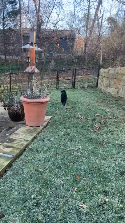 Enlarge Rocky, a ADOPTABLE mixed breed in Knoxville, TN video 5/6