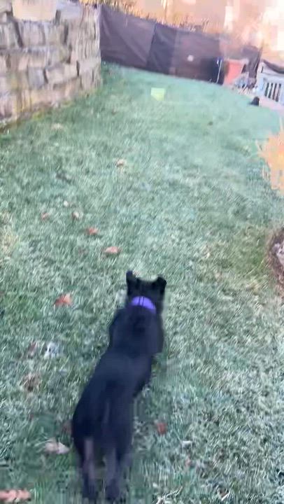 Enlarge Rocky, a ADOPTABLE mixed breed in Knoxville, TN video 6/6