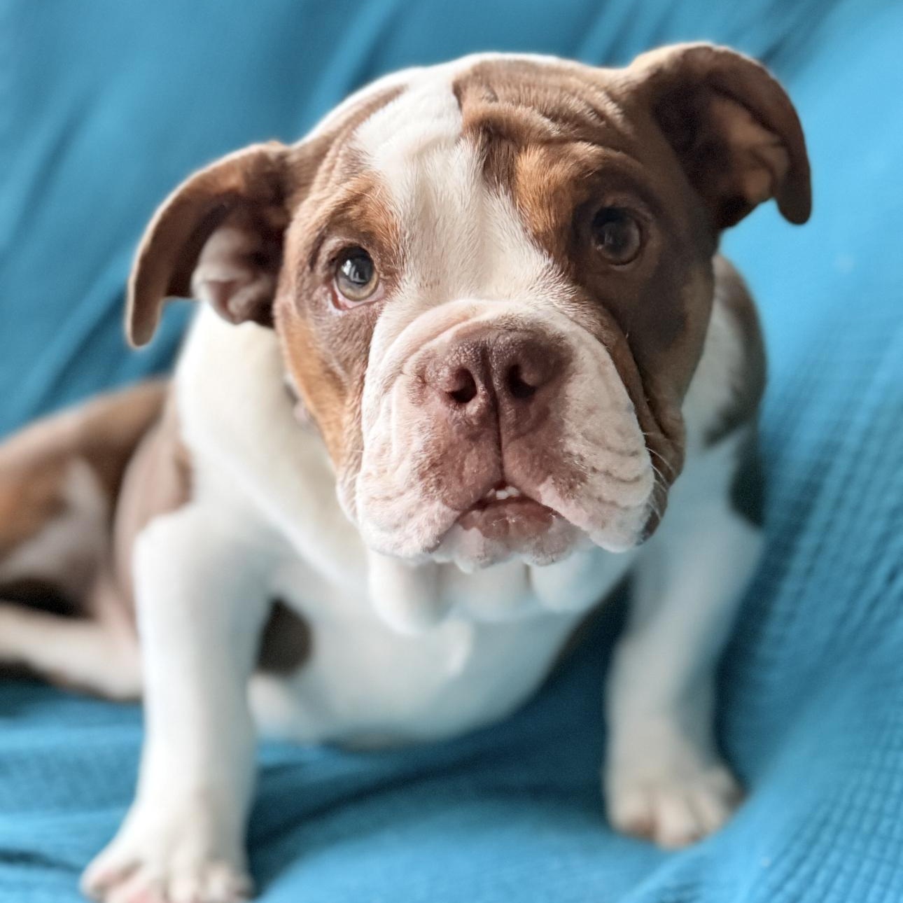 Bonnie , ADOPTABLE, Puppy Female Bulldog.