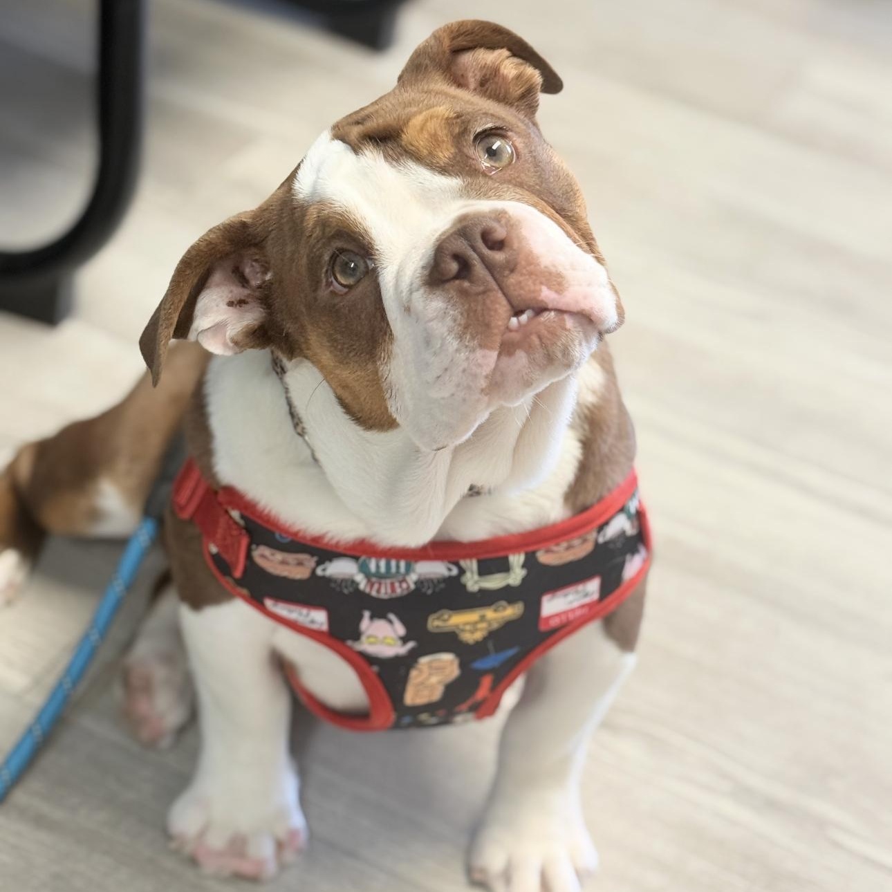 Enlarge Bonnie , a ADOPTABLE Bulldog in Riverside, CA image 6/6