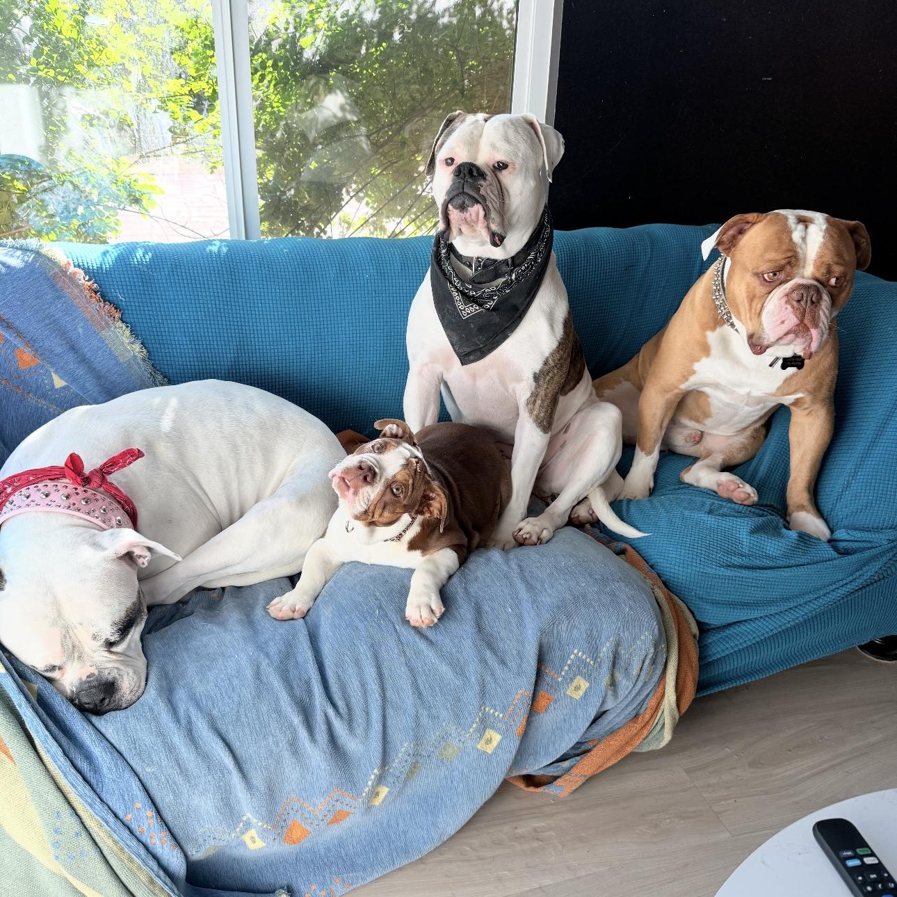 Enlarge Bonnie , a ADOPTABLE Bulldog in Riverside, CA image 2/6