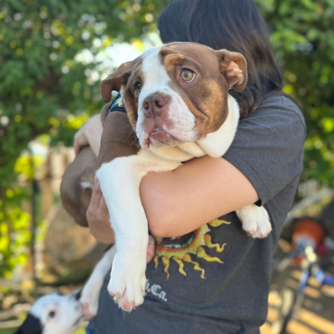 Enlarge Bonnie , a ADOPTABLE Bulldog in Riverside, CA image 5/6
