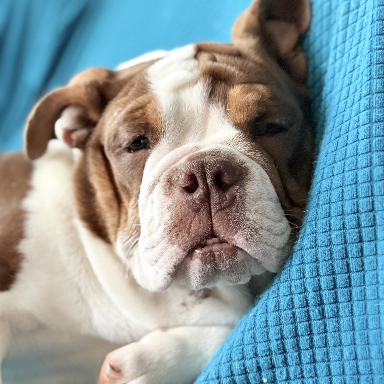 Enlarge Bonnie , a ADOPTABLE Bulldog in Riverside, CA image 3/6