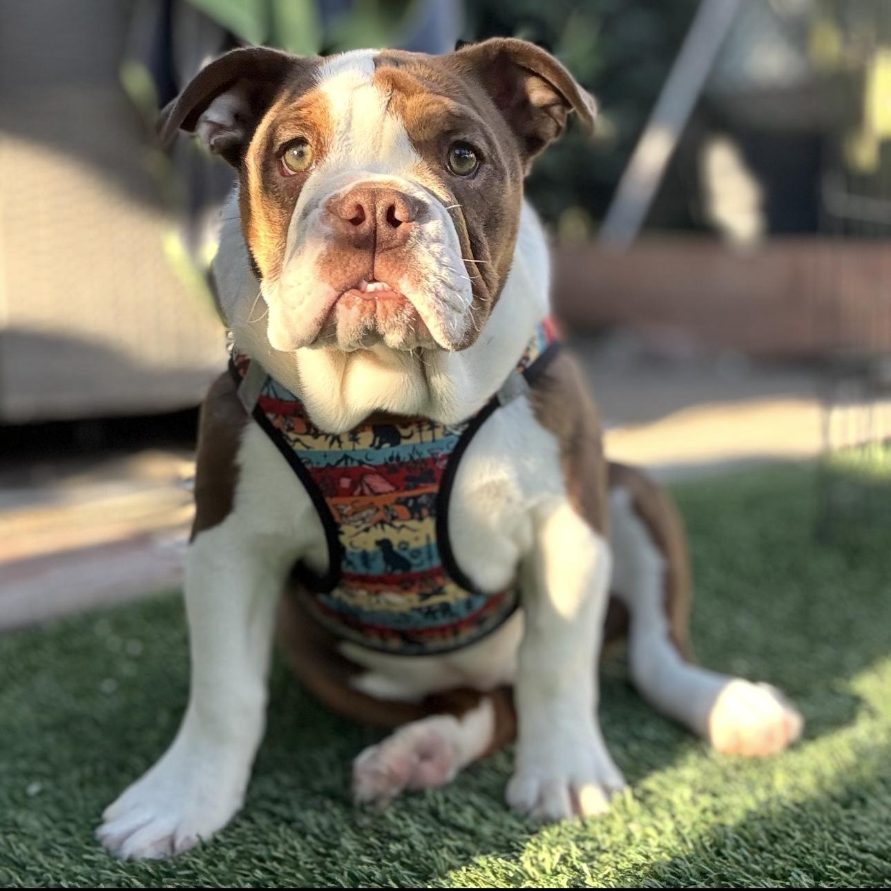 Enlarge Bonnie , a ADOPTABLE Bulldog in Riverside, CA image 4/6