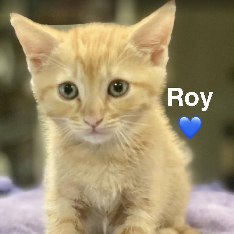 Roy 4