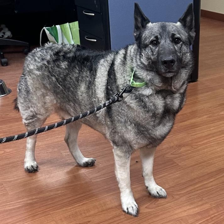 Tyrion, Adoptable, Adult Male Norwegian Elkhound.