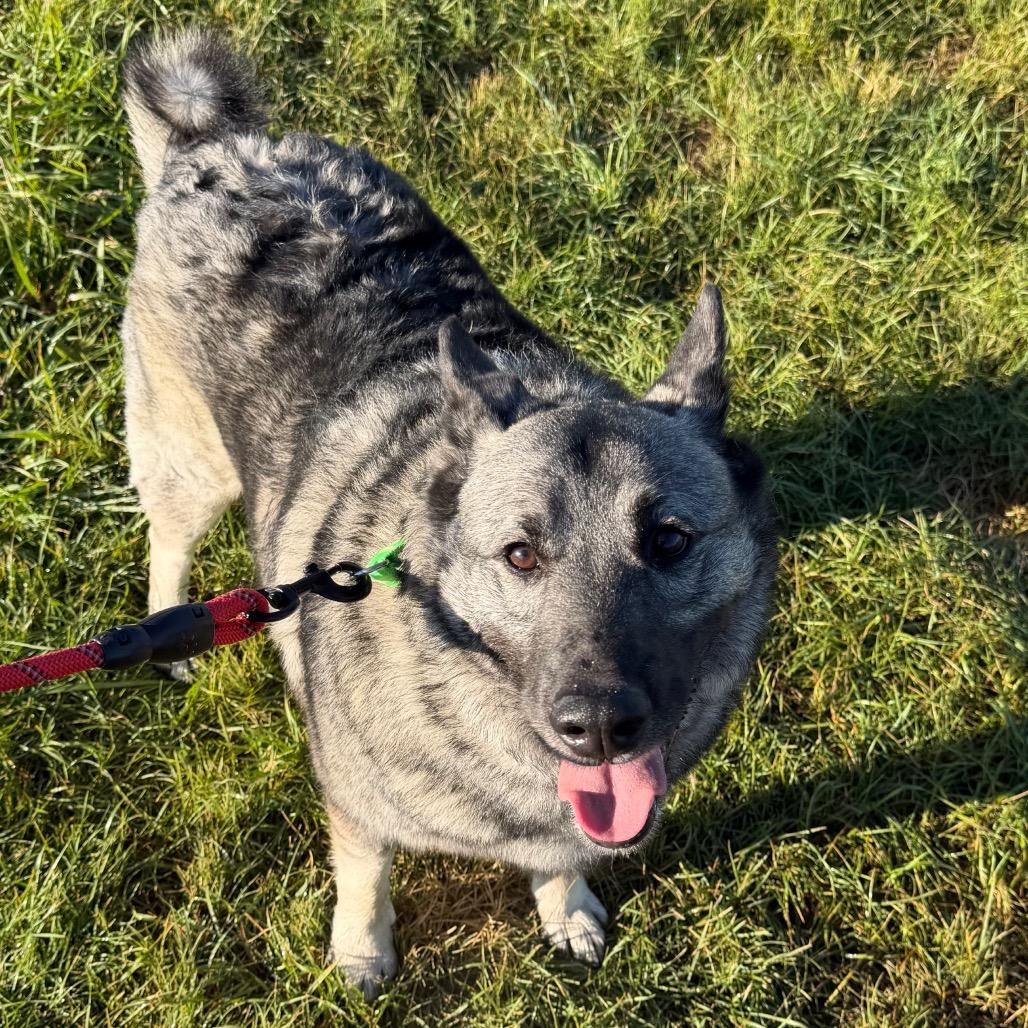Enlarge Tyrion, a Adoptable Norwegian Elkhound in Cheyenne, WY image 2/5