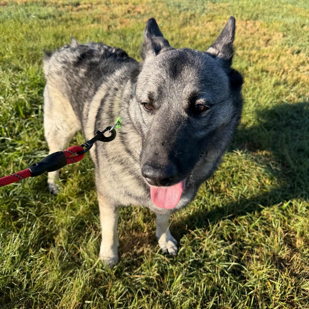 Enlarge Tyrion, a Adoptable Norwegian Elkhound in Cheyenne, WY image 3/5