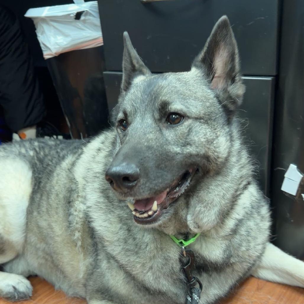 Enlarge Tyrion, a Adoptable Norwegian Elkhound in Cheyenne, WY image 4/5