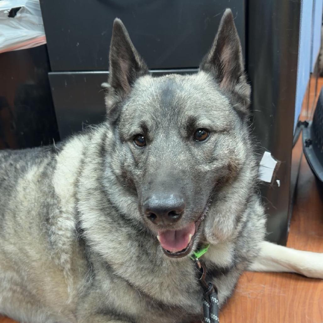 Enlarge Tyrion, a Adoptable Norwegian Elkhound in Cheyenne, WY image 5/5