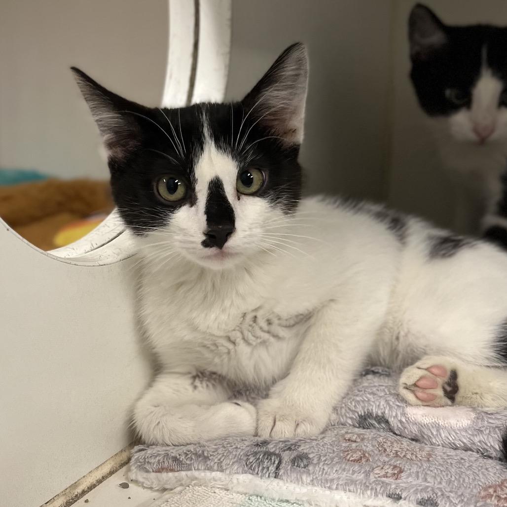 Kelly, Adoptable, Kitten Female Domestic Short Hair.