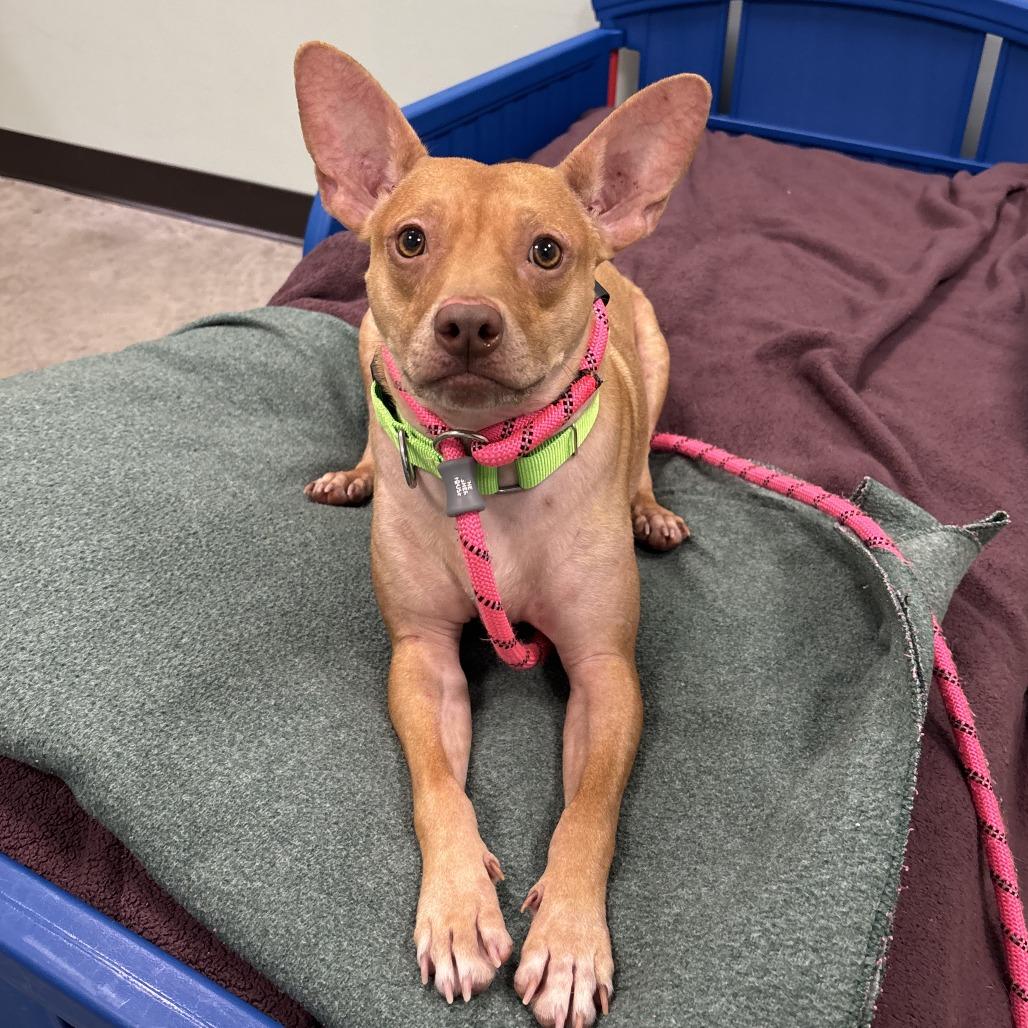 Enlarge Mr. Lou, a Adoptable Mixed Breed in Washington Township, OH image 1/6