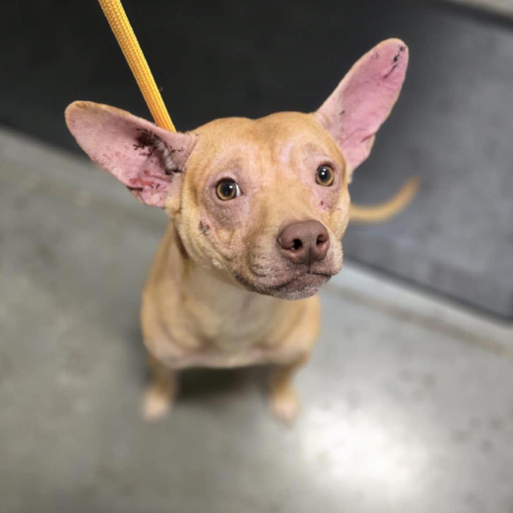 Enlarge Mr. Lou, a Adoptable Mixed Breed in Washington Township, OH image 2/6