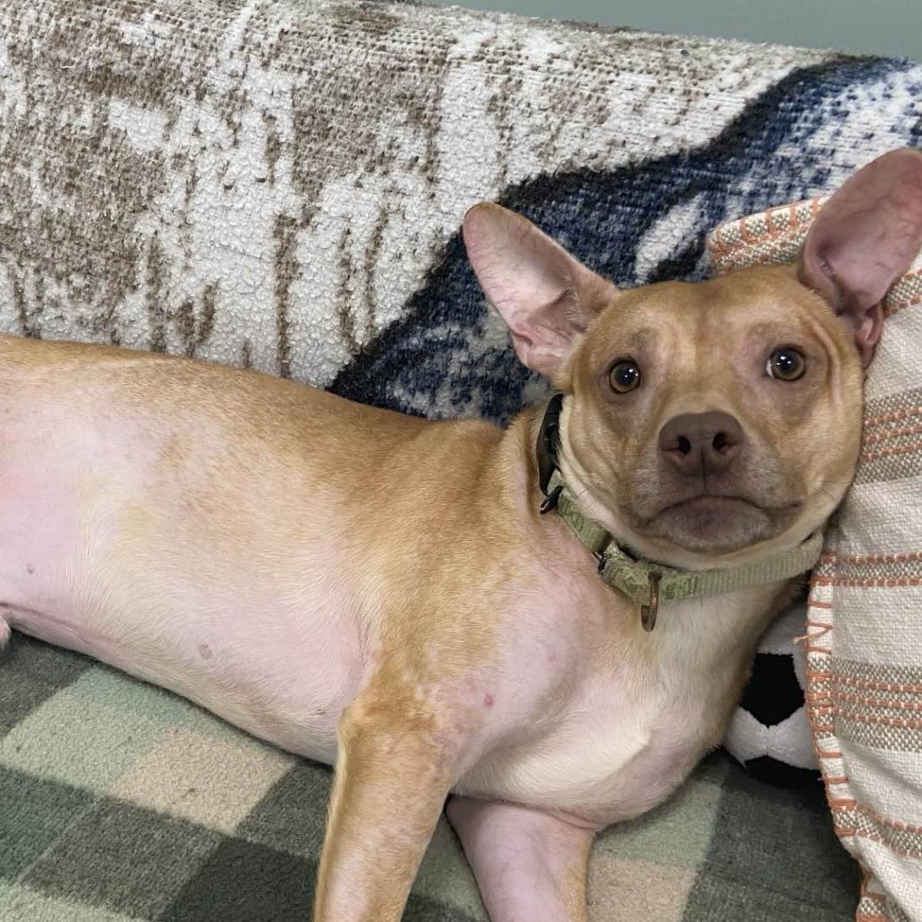 Enlarge Mr. Lou, a Adoptable Mixed Breed in Washington Township, OH image 4/6