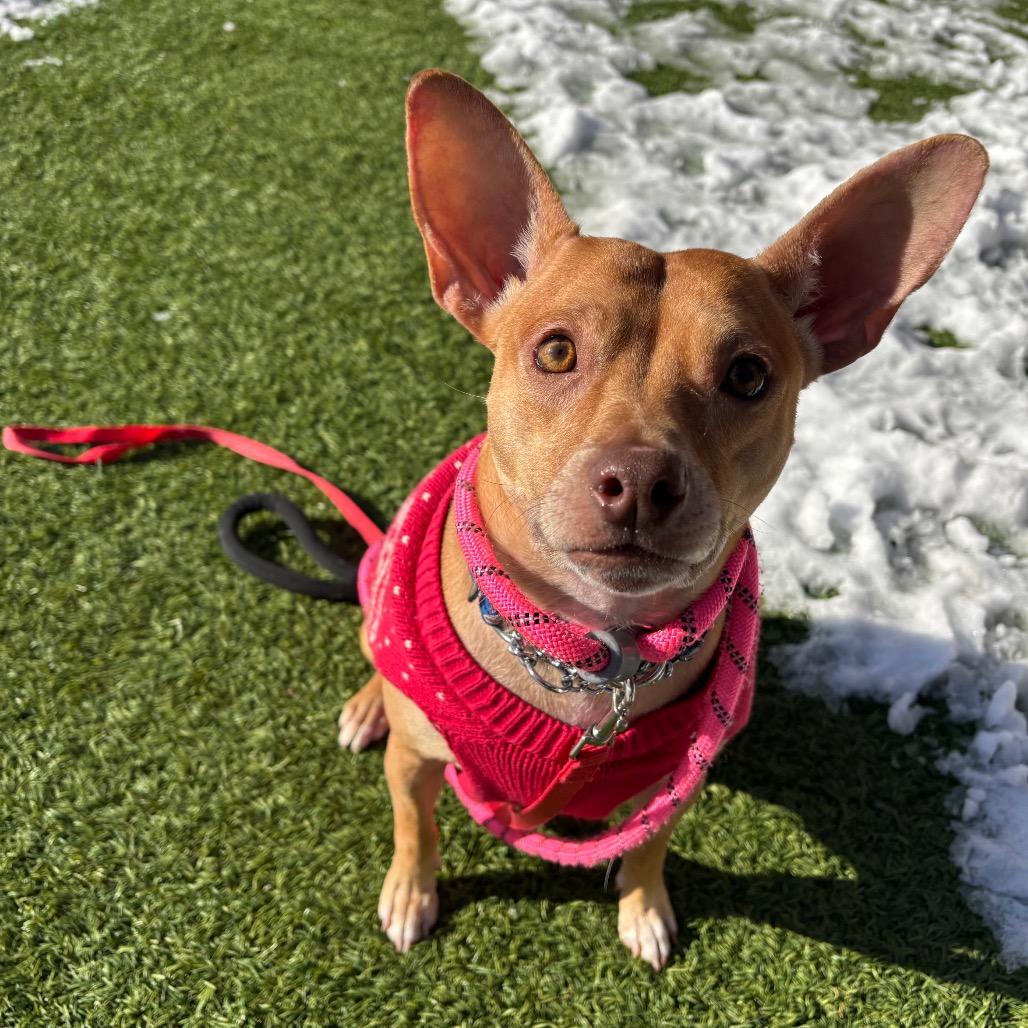 Enlarge Mr. Lou, a Adoptable Mixed Breed in Washington Township, OH image 5/6