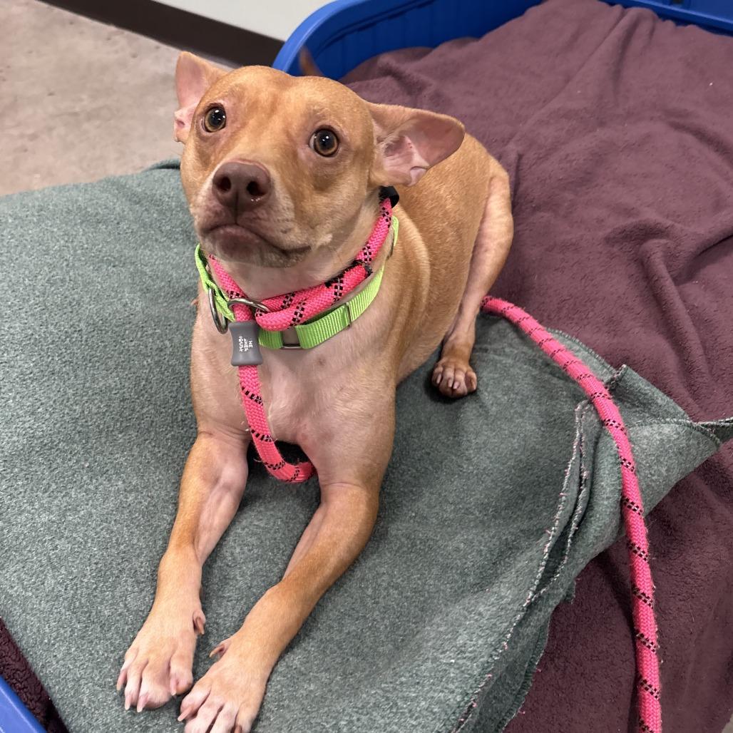 Enlarge Mr. Lou, a Adoptable Mixed Breed in Washington Township, OH image 6/6