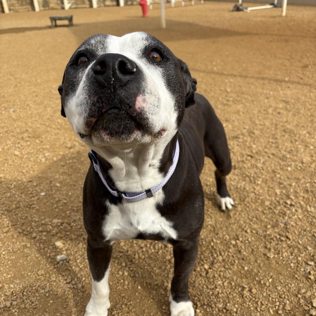 Enlarge Bonnie, a Adoptable Mixed Breed in Bentonville, AR image 2/6