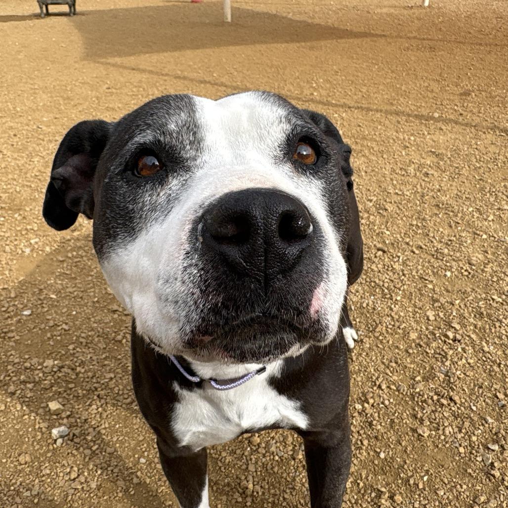 Enlarge Bonnie, a Adoptable Mixed Breed in Bentonville, AR image 3/6