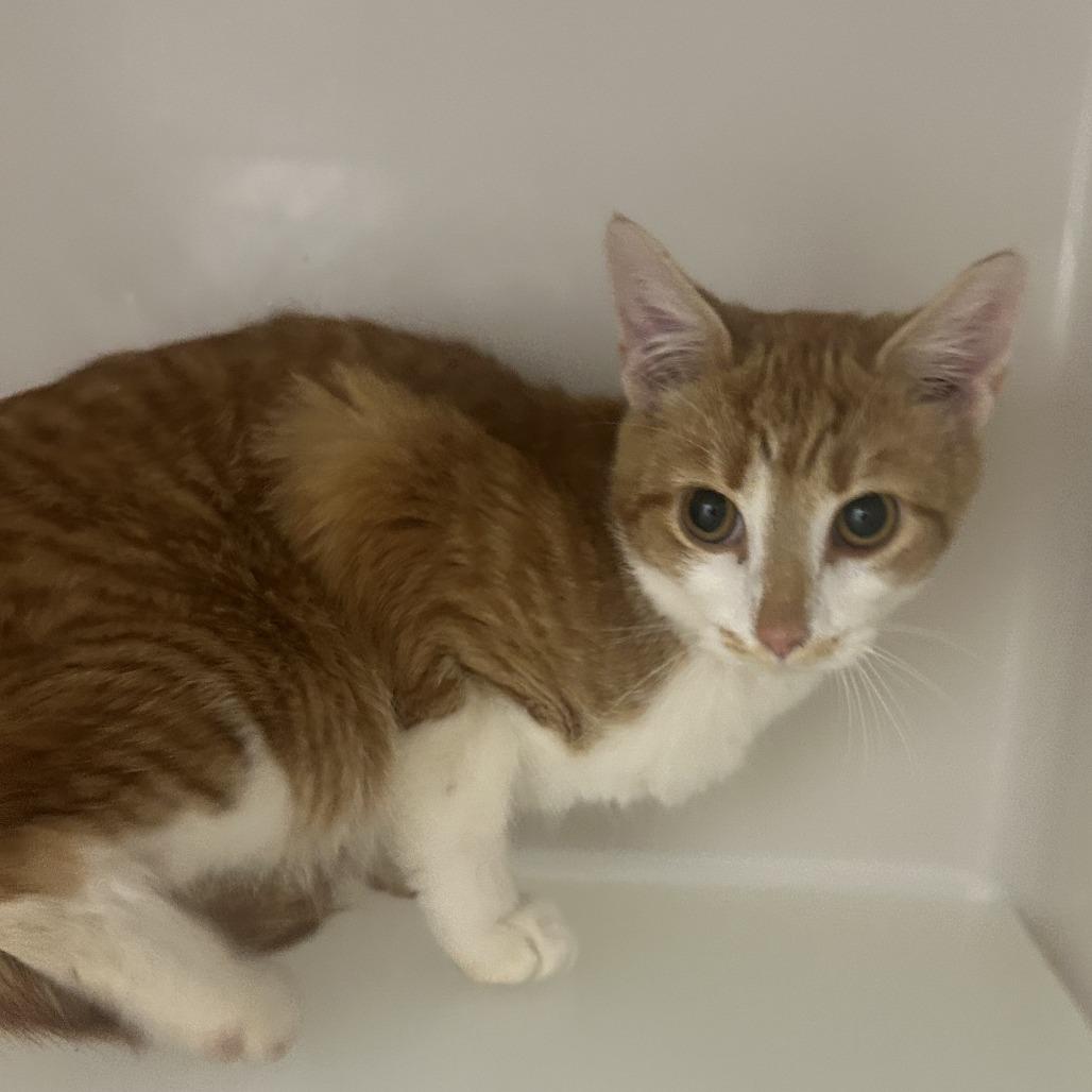 Tigger, Adoptable, Young Male Domestic Short Hair.