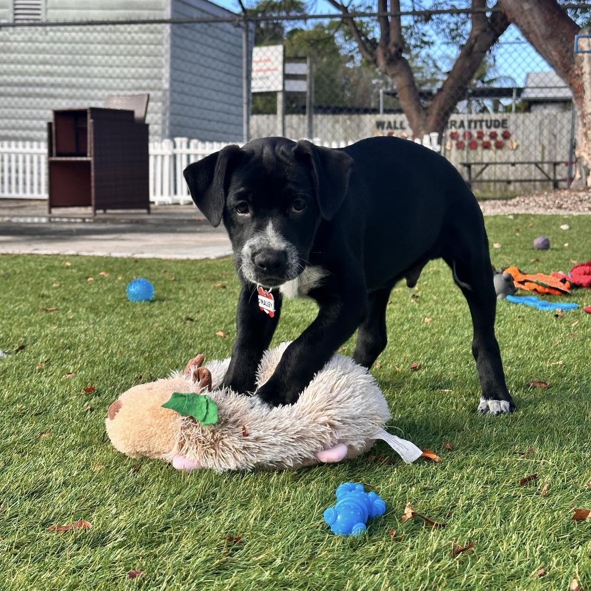 O'Malley, ADOPTABLE, Puppy Male Mixed Breed.