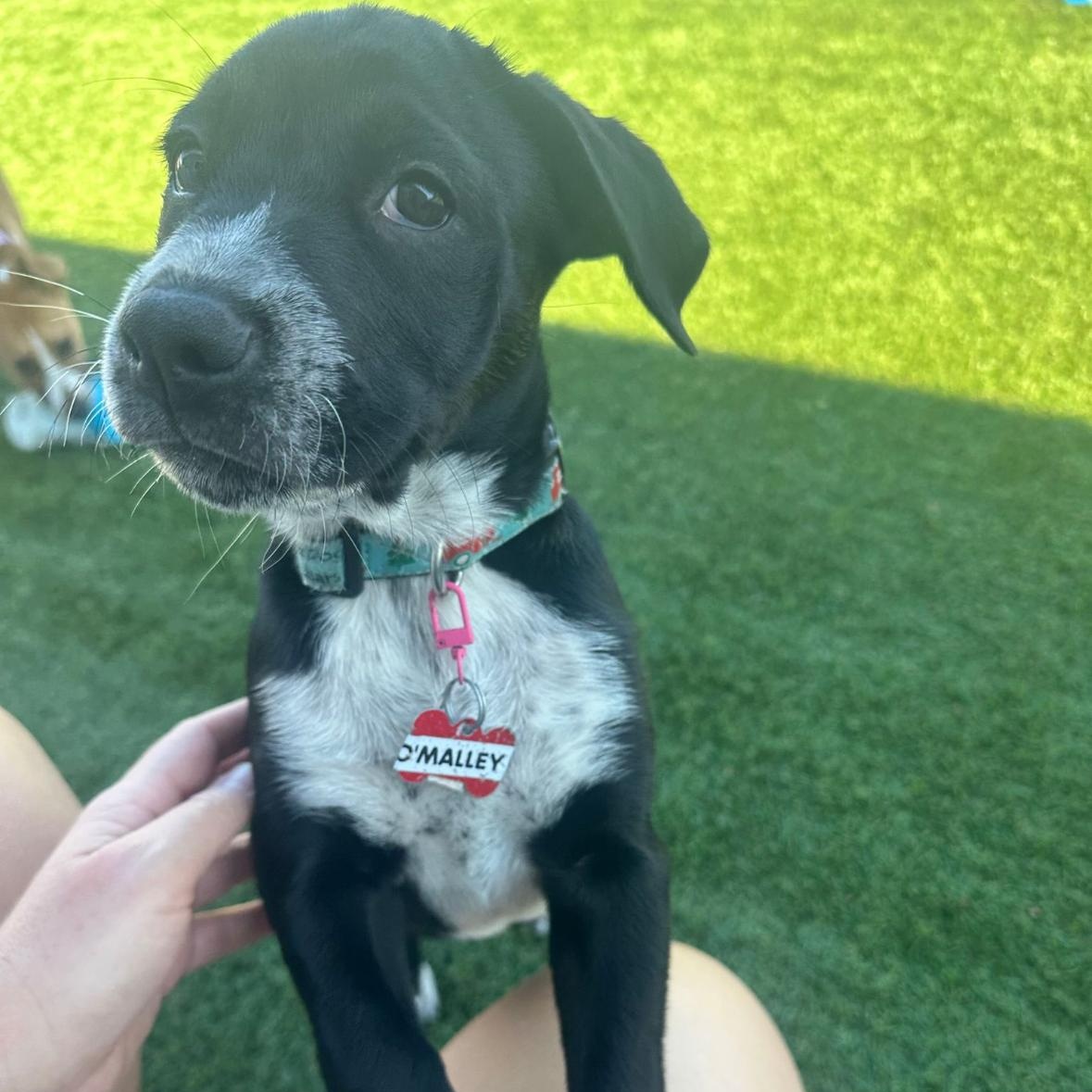 Enlarge O'Malley, a ADOPTABLE Mixed Breed in Key Largo, FL image 2/4