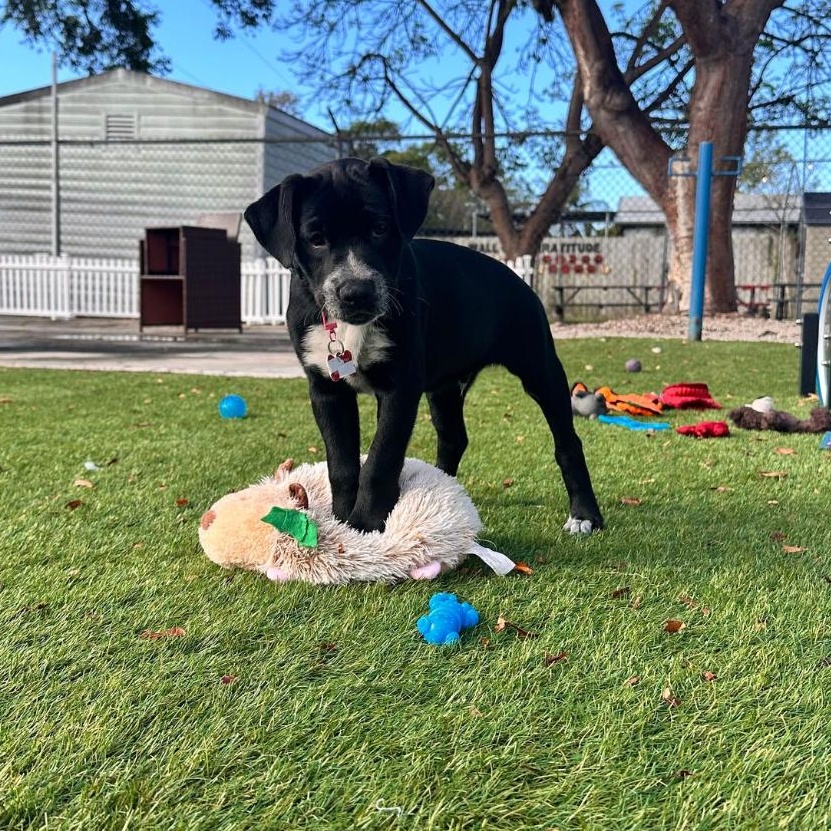 Enlarge O'Malley, a ADOPTABLE Mixed Breed in Key Largo, FL image 3/4