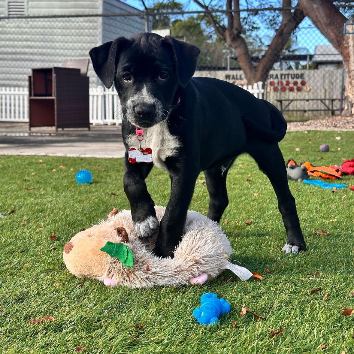 Enlarge O'Malley, a ADOPTABLE Mixed Breed in Key Largo, FL image 4/4