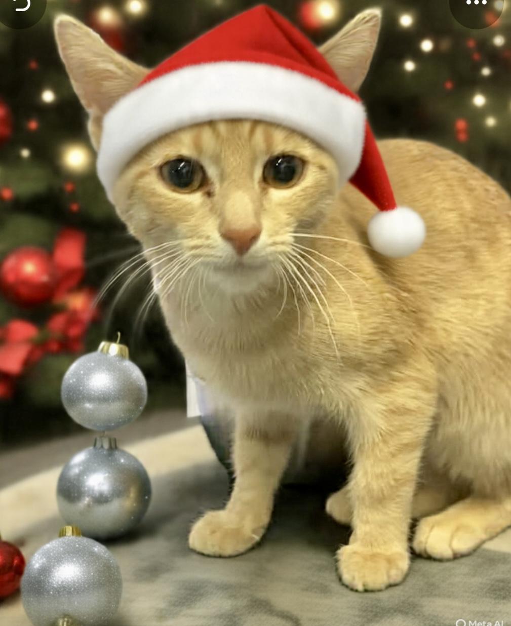 Enlarge Plum Pudding, a Adoptable Domestic Short Hair in Cincinnati, OH image 2/2