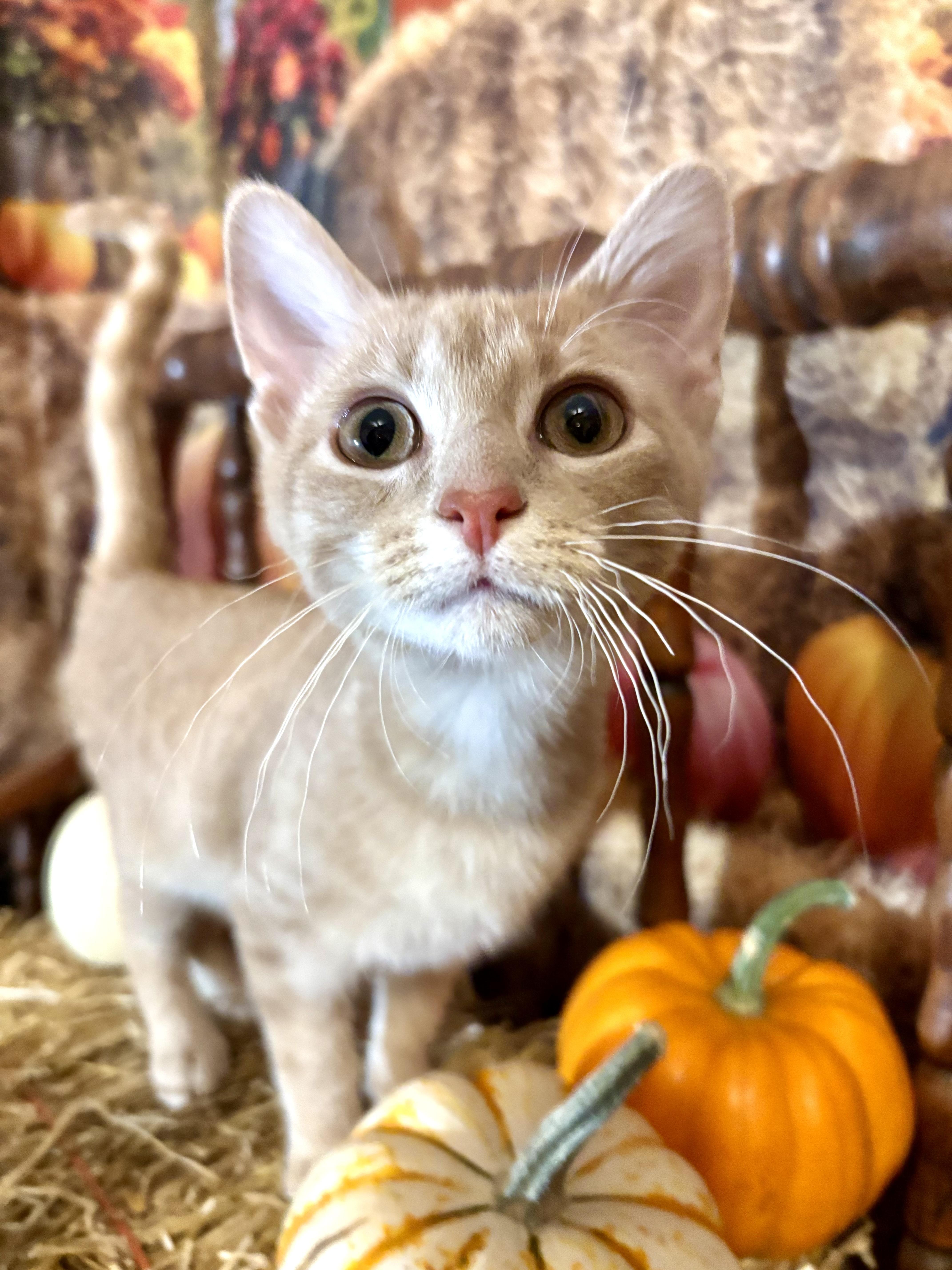 Enlarge Plum Pudding, a Adoptable Domestic Short Hair in Cincinnati, OH image 1/2