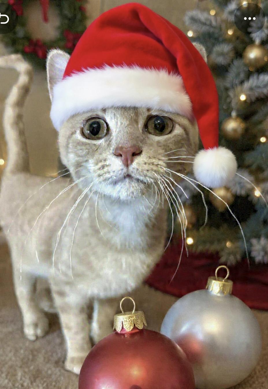 Enlarge Plum Pudding, a Adoptable Domestic Short Hair in Cincinnati, OH image 1/3