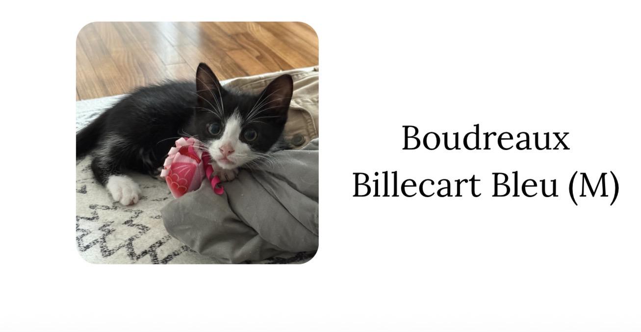 Boudreaux Billecart-Bleu, Adoptable, Kitten Male Domestic Short Hair.
