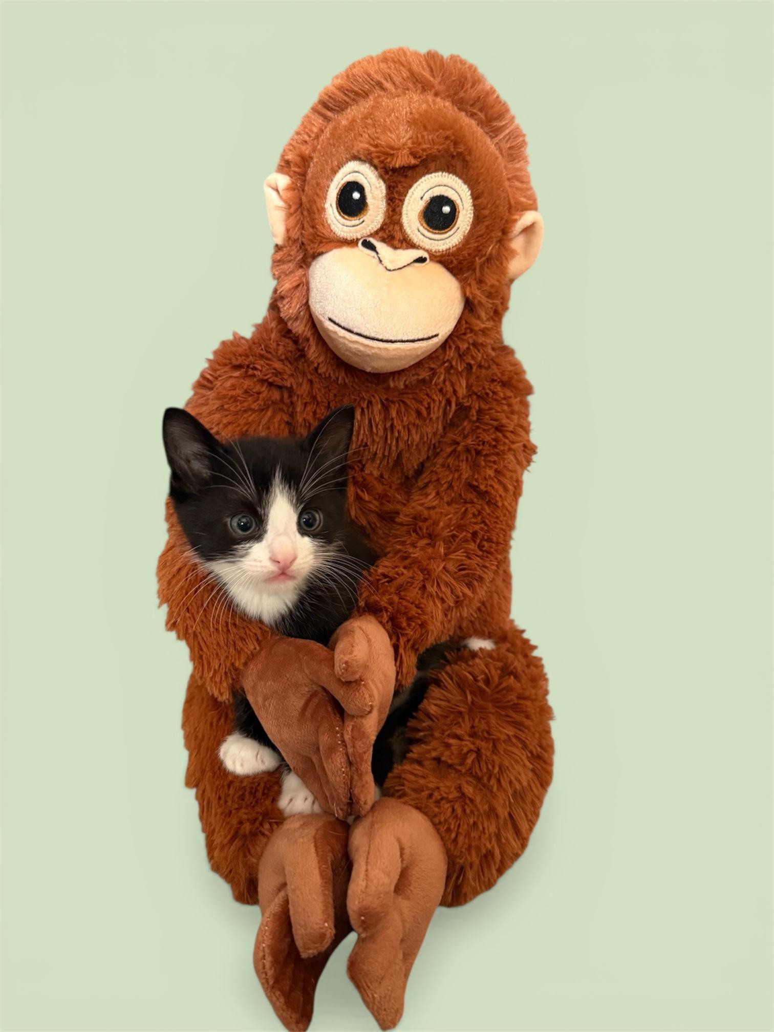 Enlarge Boudreaux Billecart-Bleu, a Adoptable Domestic Short Hair in Houston, TX image 2/2