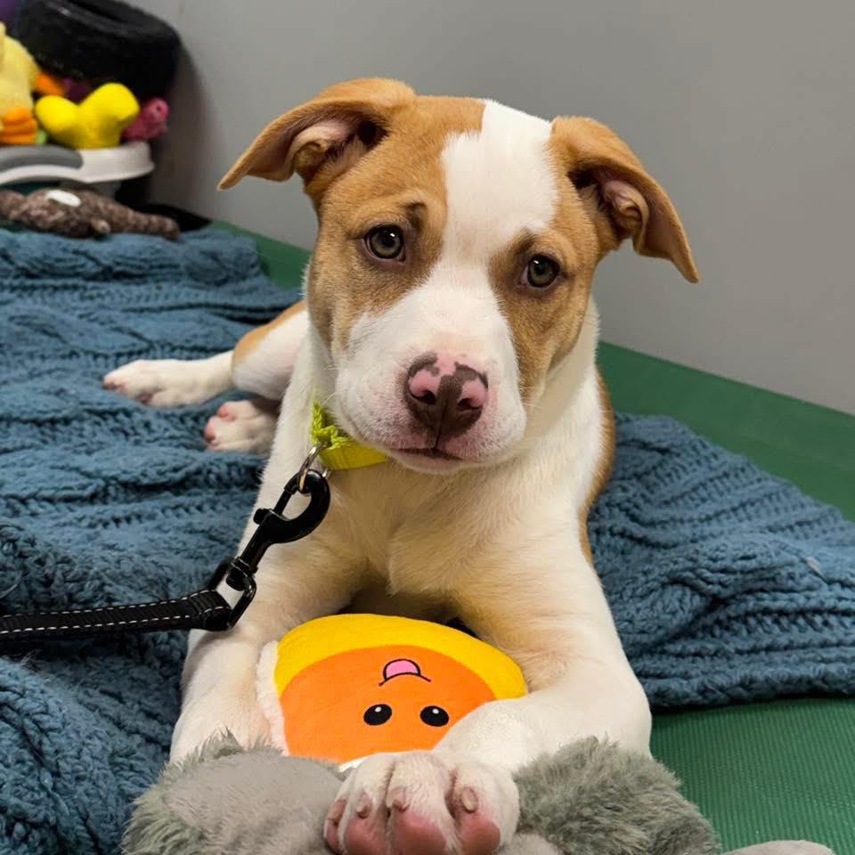 Enlarge Bonnie, a Adoptable Hound in Whitehall, PA image 1/1