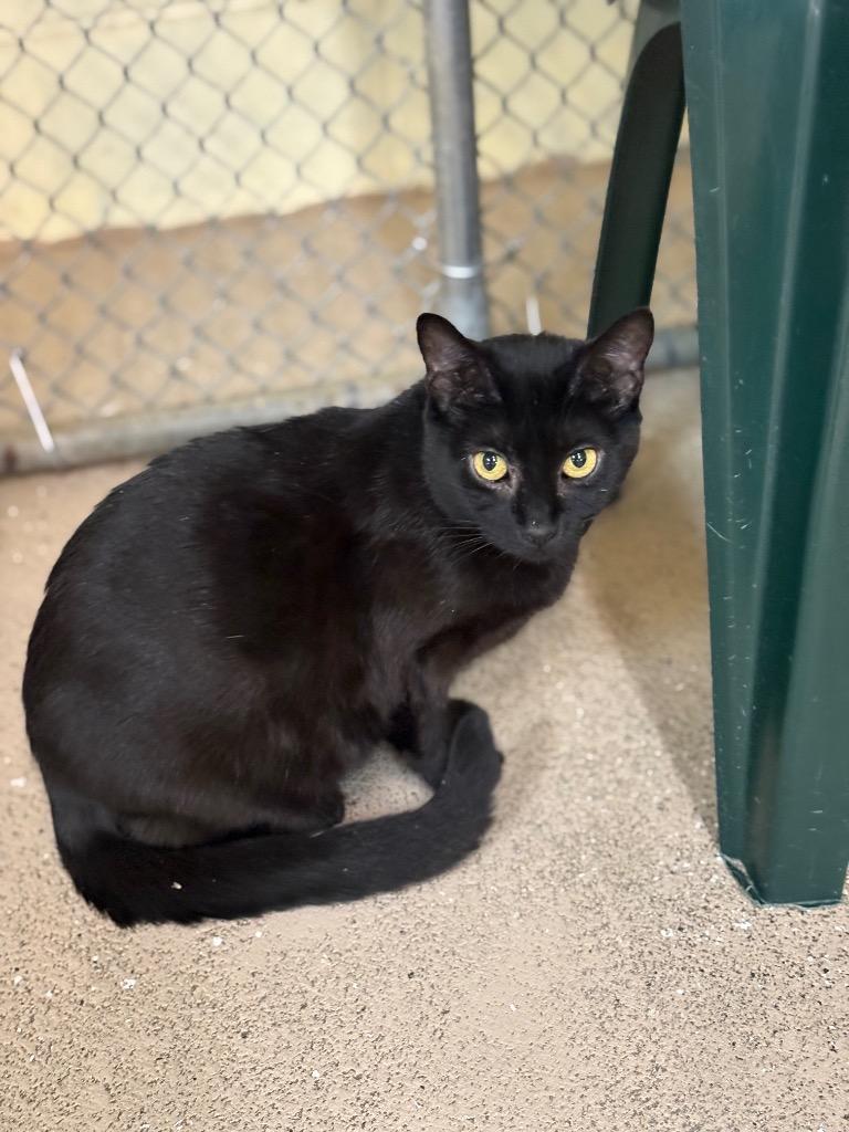 Blink, Adoptable, Young Female Domestic Short Hair.