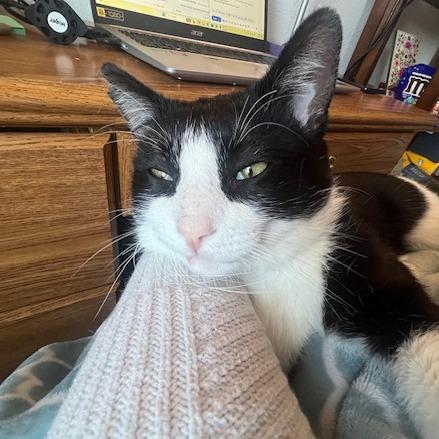 Enlarge Snoop Daugg, a Adoptable Domestic Short Hair in Chaska, MN image 1/6