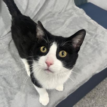 Enlarge Snoop Daugg, a Adoptable Domestic Short Hair in Chaska, MN image 2/6