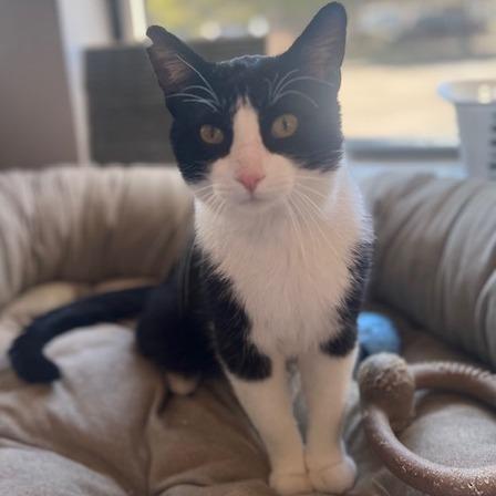 Enlarge Snoop Daugg, a Adoptable Domestic Short Hair in Chaska, MN image 3/6