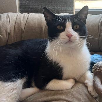 Enlarge Snoop Daugg, a Adoptable Domestic Short Hair in Chaska, MN image 4/6