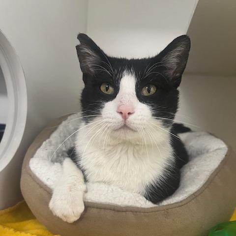 Enlarge Snoop Daugg, a Adoptable Domestic Short Hair in Chaska, MN image 5/6