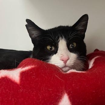 Enlarge Snoop Daugg, a Adoptable Domestic Short Hair in Chaska, MN image 6/6