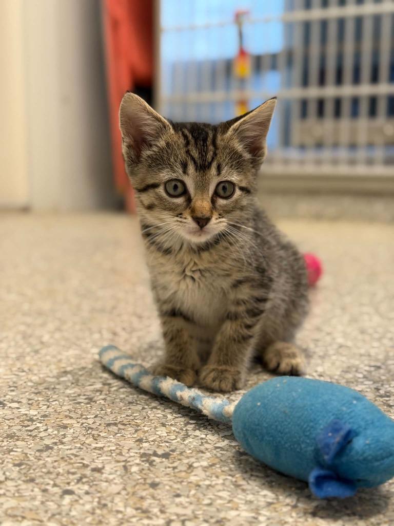 Enlarge Ginny, a Adoptable mixed breed in Viroqua, WI image 1/3
