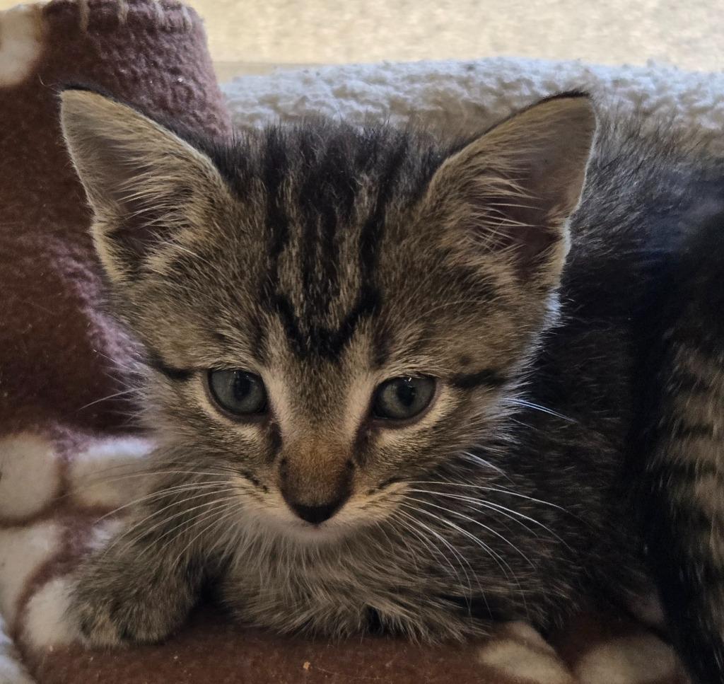 Enlarge Ginny, a Adoptable mixed breed in Viroqua, WI image 2/3