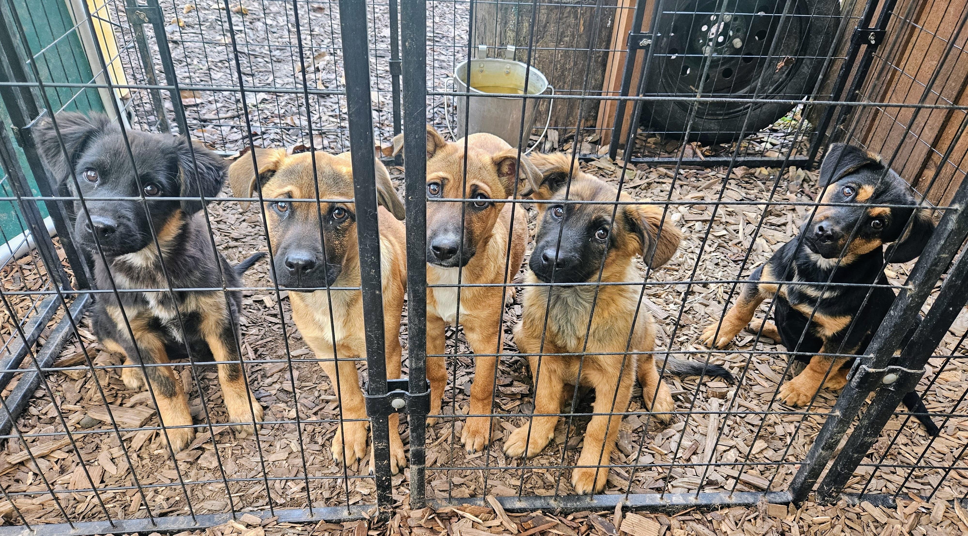 Enlarge Joy, a ADOPTABLE mixed breed in Junction City, OR image 5/6