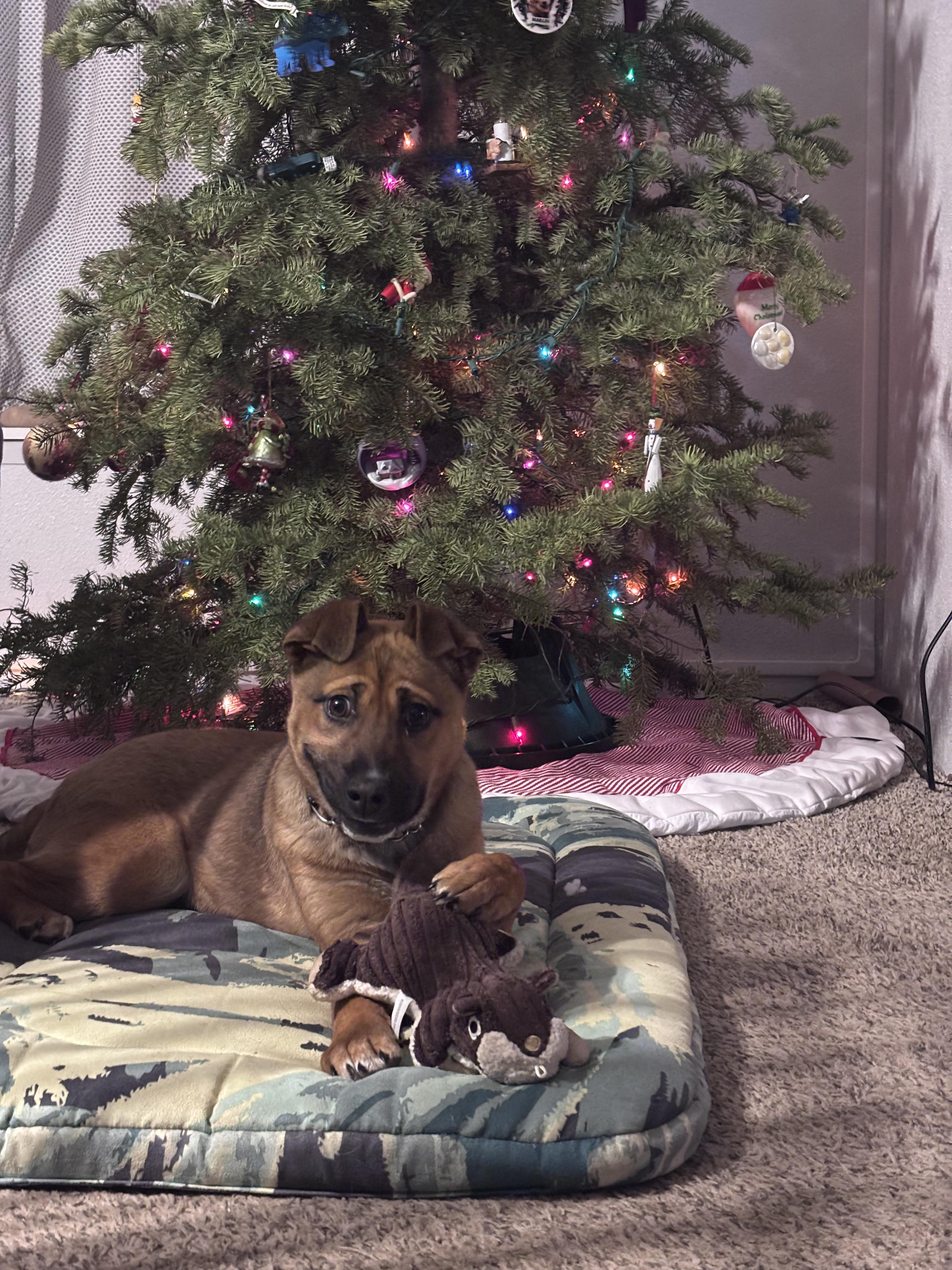 Enlarge Joy, a ADOPTABLE mixed breed in Junction City, OR image 2/6